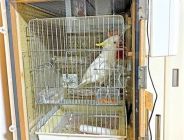 インコ モモンガ防音ケージ
